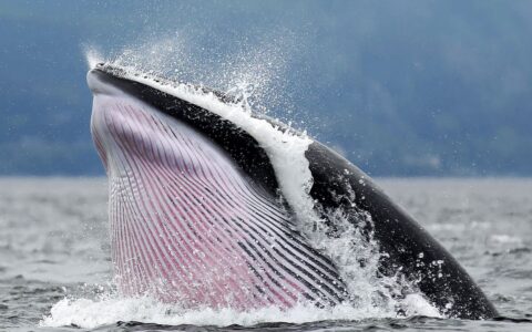 揭秘止损狩猎：巨鲸如何操纵市场流动性及交易者避坑全攻略