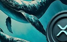 XRP价格自2025年第四季度以来已腰斩，但巨鲸在此期间逆势吸筹30亿枚