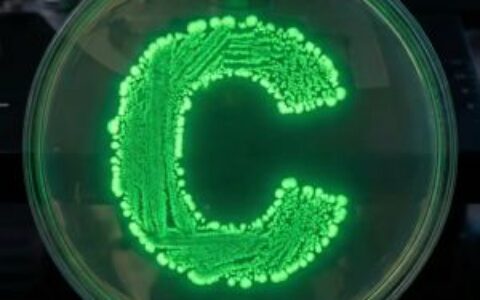 比特币价格大幅波动，美国官员强调其历史波动性为正常现象