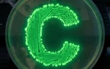 CryptoQuant报告：比特币关键持有群体面临深度亏损，市场压力水平飙升