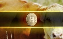 比特币下一轮牛市取决于这一关键链上指标：长期持有者何时陷入亏损？