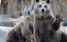 Glassnode数据警示：比特币已实现损失已达熊市水平，市场流动性正在蒸发