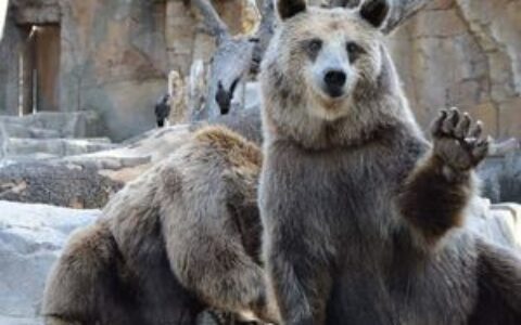 Glassnode数据警示：比特币已实现损失已达熊市水平，市场流动性正在蒸发