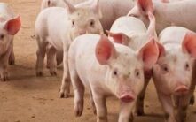 美国联邦特工查获6100万美元USDT，与'杀猪盘'加密货币诈骗有关