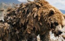 Samson Mow：比特币看跌压力正在消退，企业策略、Metaplanet和美联储转变重塑市场动态